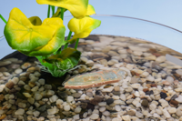 Scientists create edible robots that monitors water and feed fish |