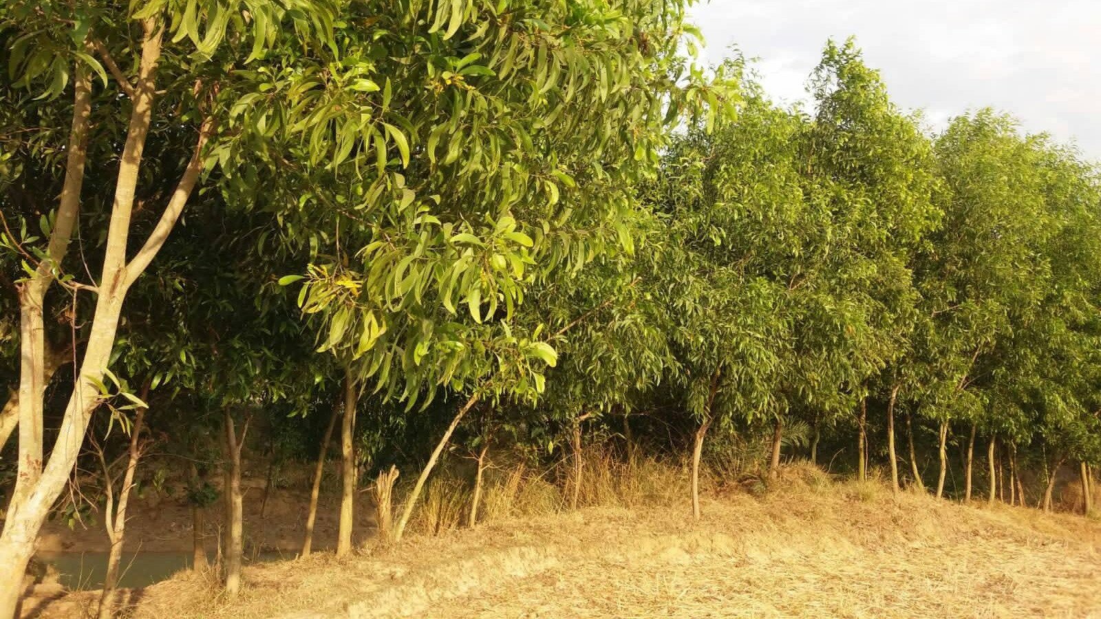 The social afforestation changes the fate of many people in Rajshahi
