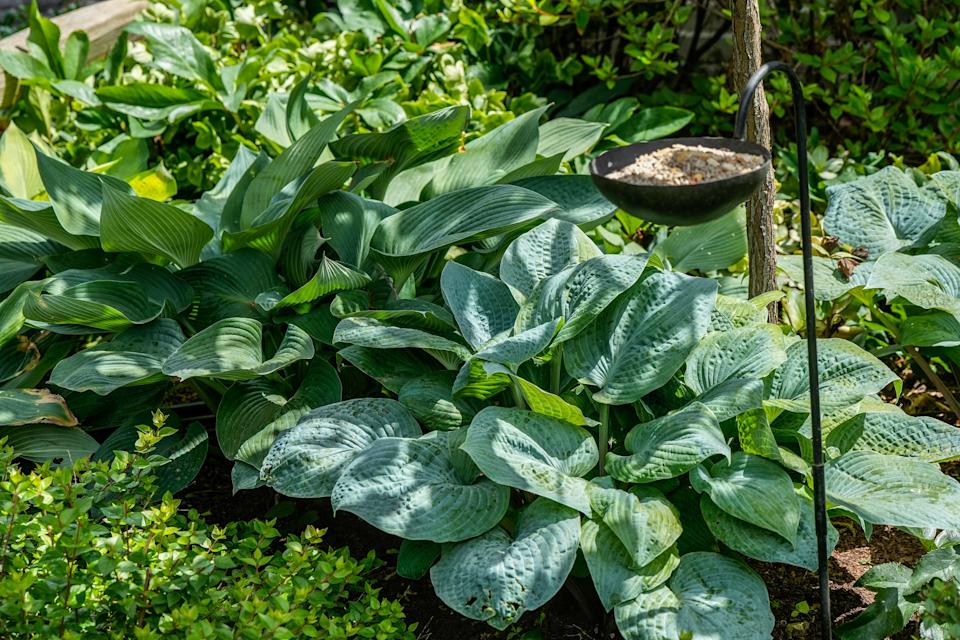 Hostas in the garden of Julie Johnson in the Crescent Hill. May 22, 2025
