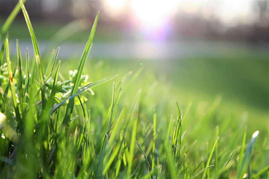 Transform your garden with professional garden services!