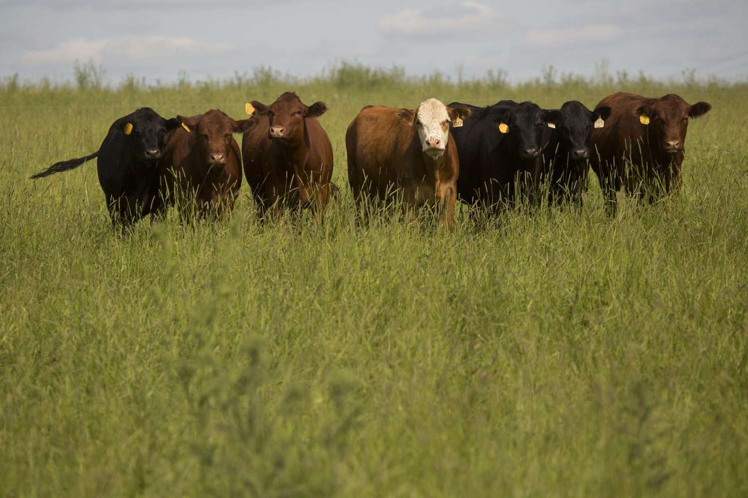 11 tips for handling cattle light and safe