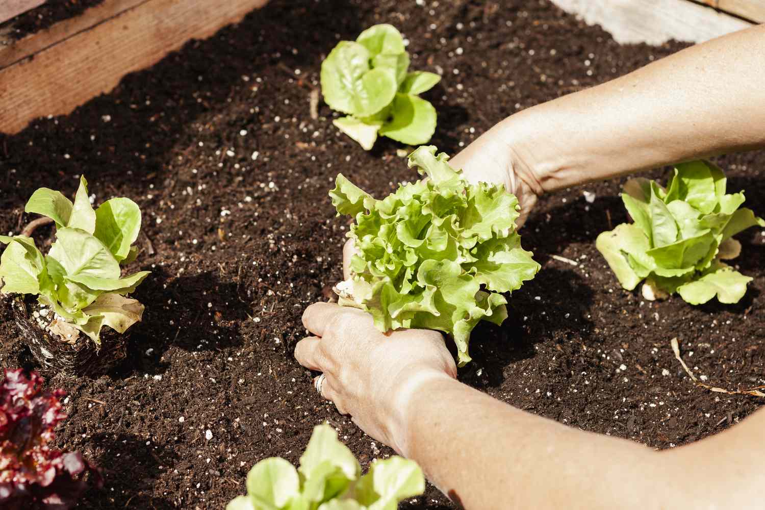 12 plants that you shouldn't plant in summer