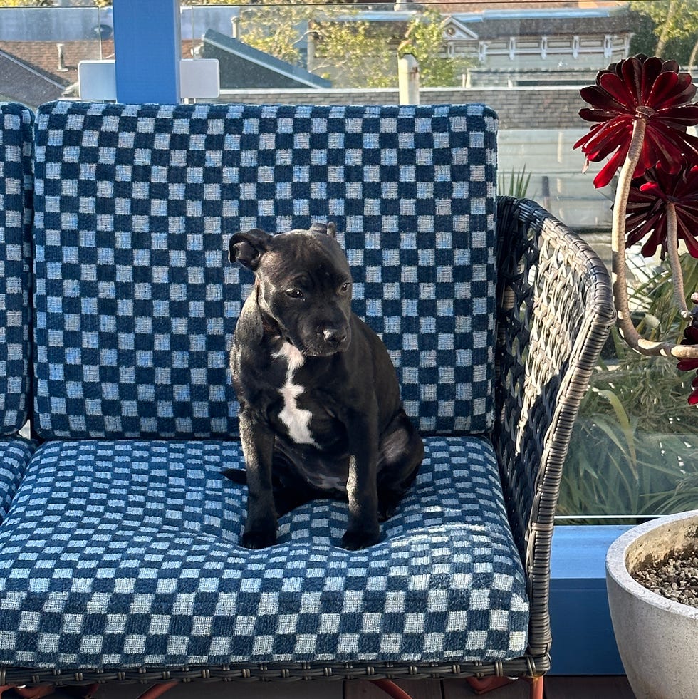 Products designers always buy at IKEA Products designers always buy at Ikea Jutholmen Modular Outdoor sofa with black and white dog