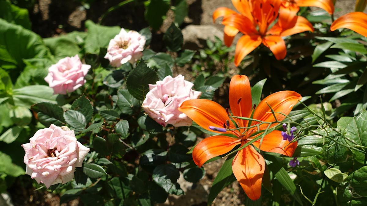 The advantage of growth in lilies and roses in the garden