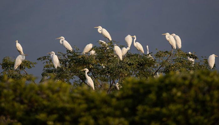 Discarded biological diversity