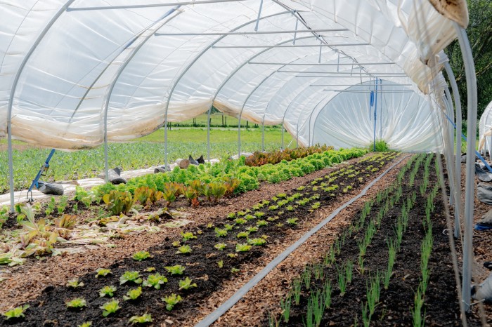 Rows of salad vegetables grow in a poly tunnel