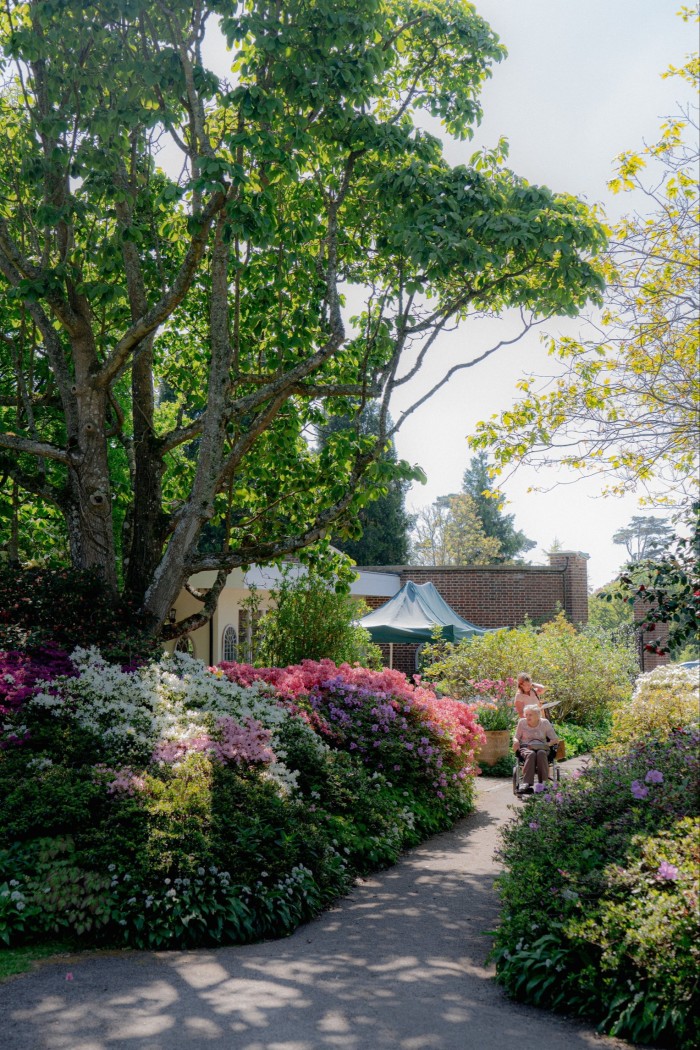 A woman in a wheelchair is pressed along a garden path that is lined with pink, purple and white flowering bushes
