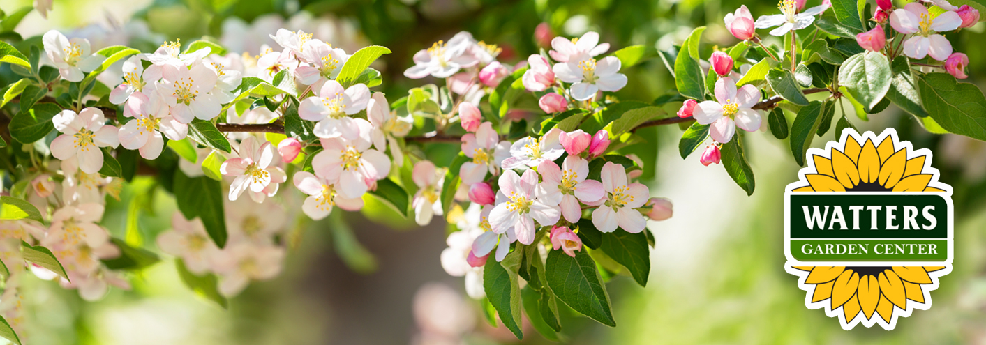 Cherry blossoms on a tree branch.
