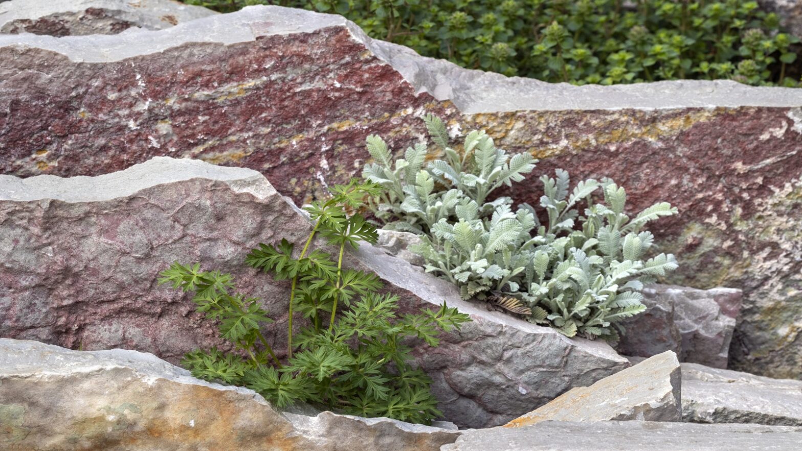 This is how you start a gap garden this summer - experts tell everything