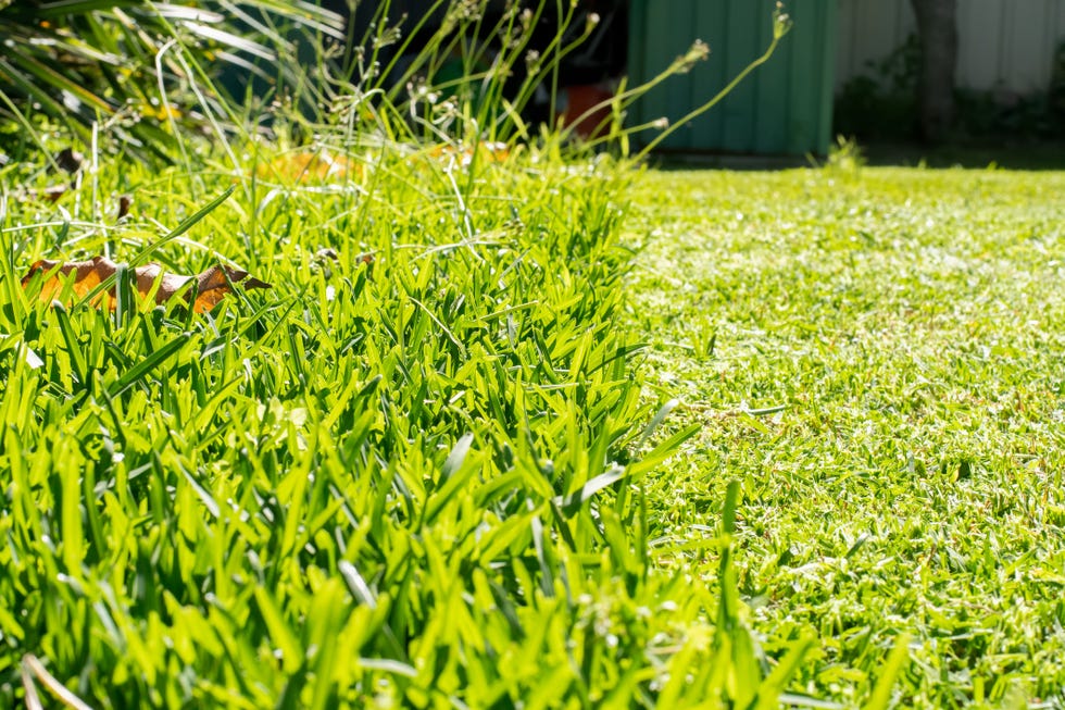 Grass cut with lawnmowers. Half of the grass and half is still long. Freshly cut back yard