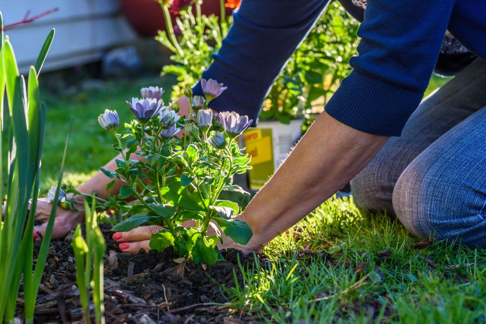 Low angle view of the woman's hands that plant flowers in spring