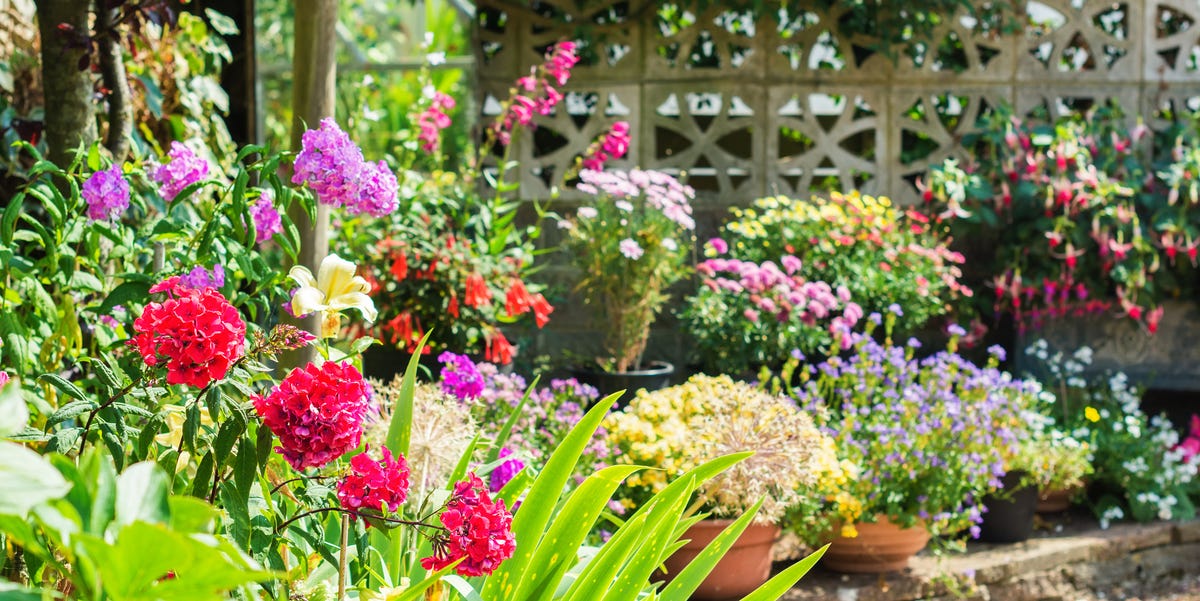 How to prepare your garden for a heat wave