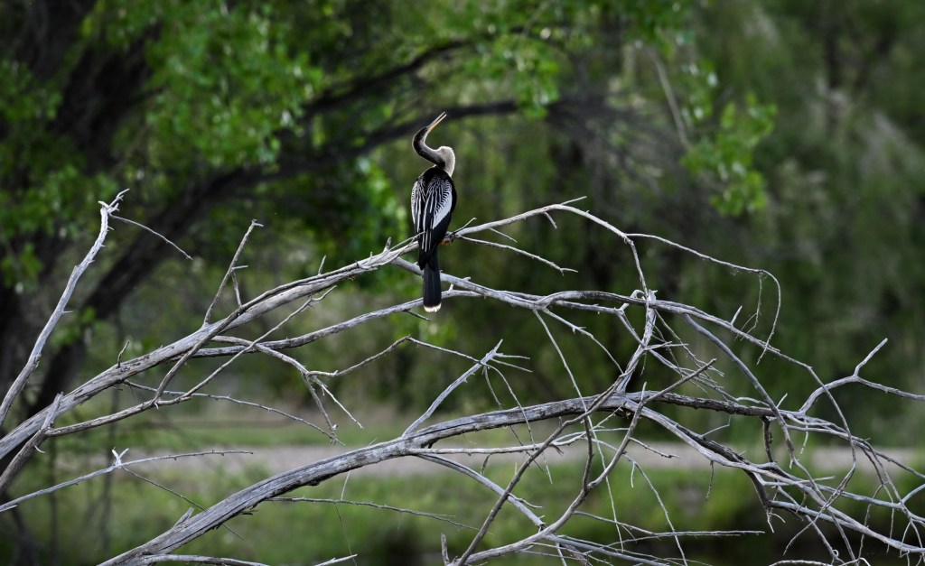 Anginga, Vogel rarely seen in Colorado, discovered in the Boulder County Pond