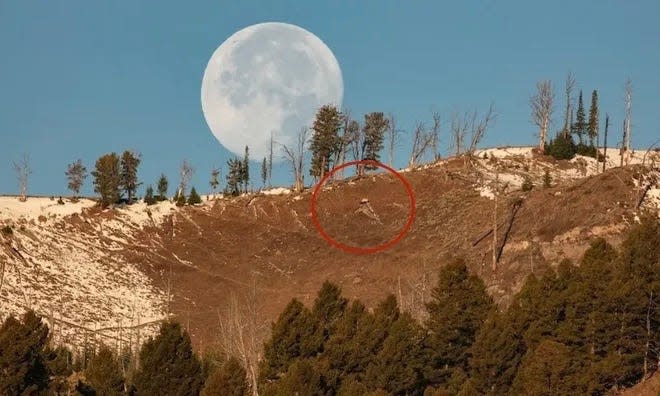 Elch is circled.