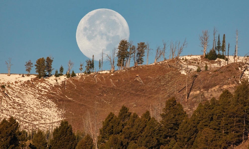 If moon talks about Yellowstone, can you recognize the moose in the landscape?