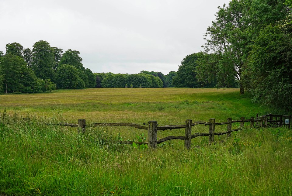View of a grass -covered field that is limited by a wooden fence and trees.