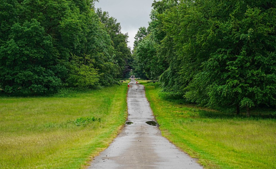 Wet street through a park.