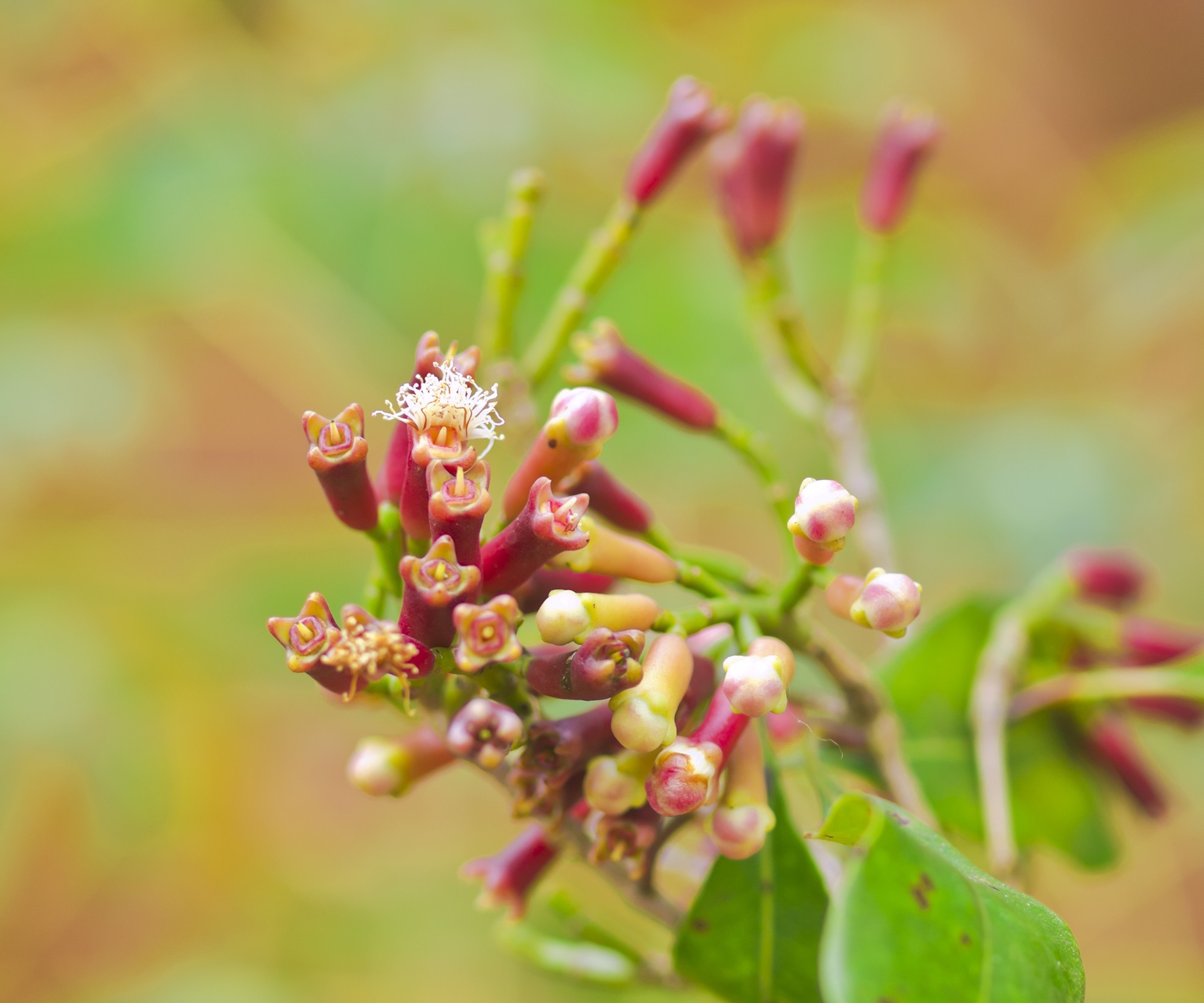 Carnival tree with small white flowers and cloves that form in summer