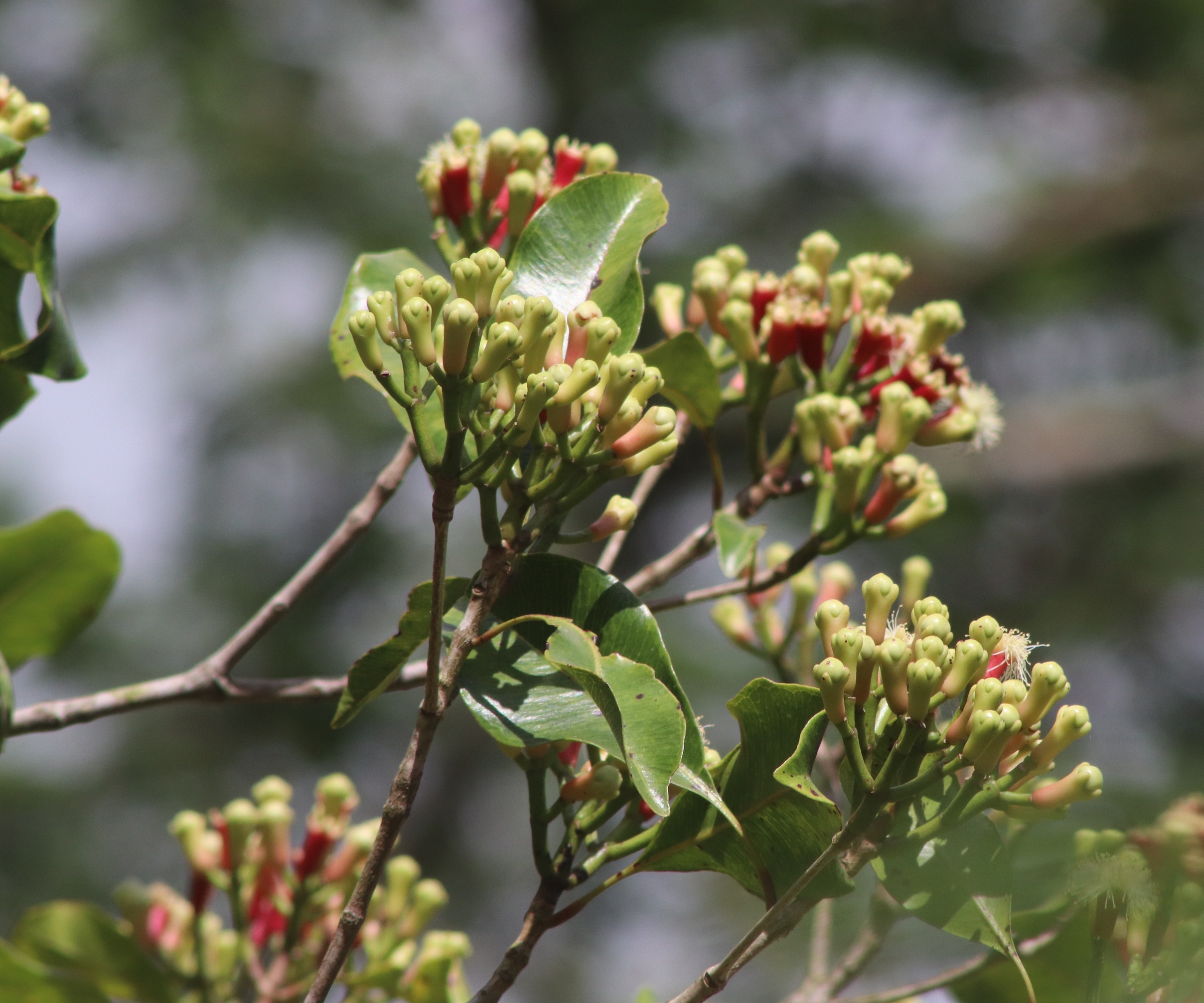 Carnival tree with green-red cloves develop and waxy green leaves in summer