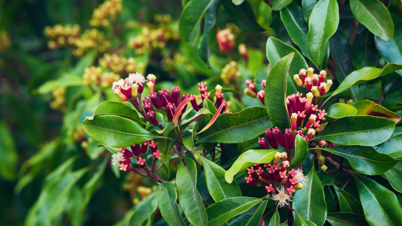 How to breed clove trees in pots: for a mosquito -free terrace