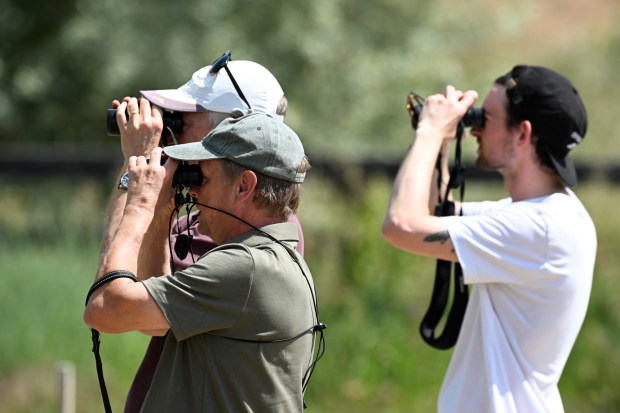 Bird observers are looking for an Anginga, which was discovered on June 10, 2025 in Teiche along North 95th Street in Boulder County near Lafayette. (Photo by Helen H. Richardson/The Denver Post)