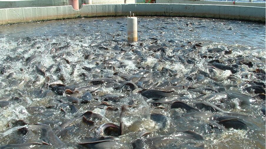 BIHAR opens applications for the development scheme of CM-Pond fishing 2025-26