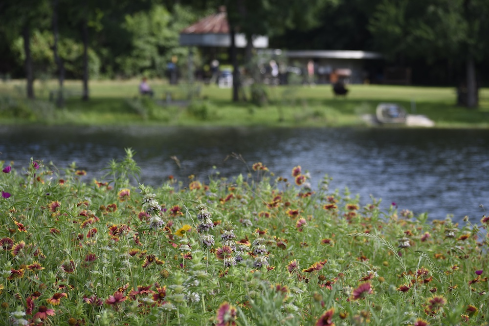 Bayou Land Conservancy protects one of the last prairies in Texas - SafeGuardening animal world and a disappearing landscape