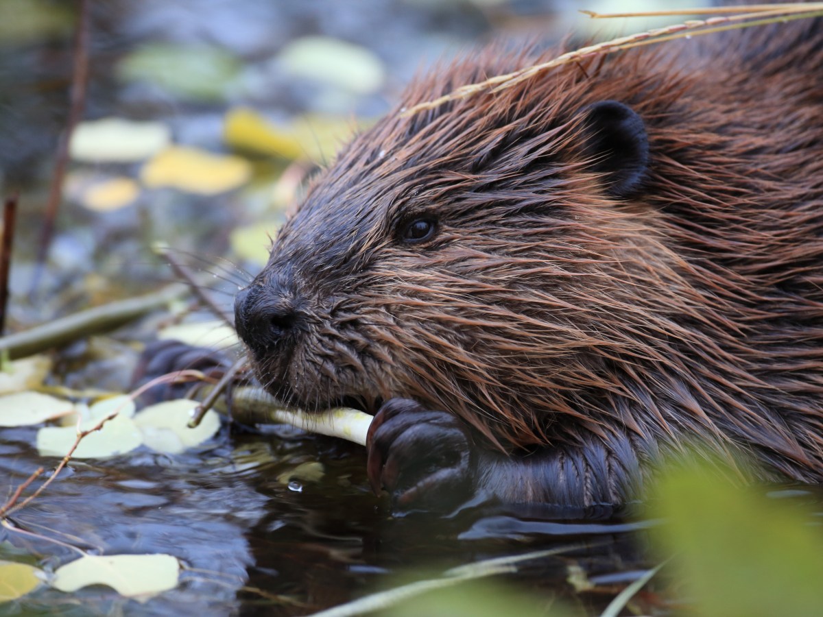 Agency for natural resources into account to remove beavers from 21 state insenses