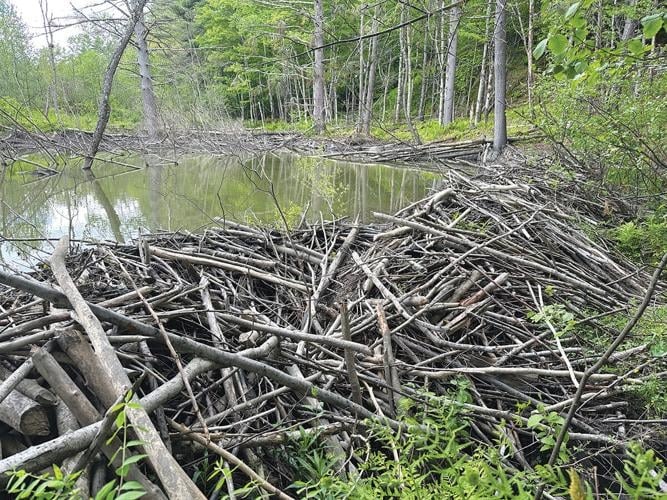 A large beaver dam of sticks and branches comprises a pond in a forest area with trees and green leaves.