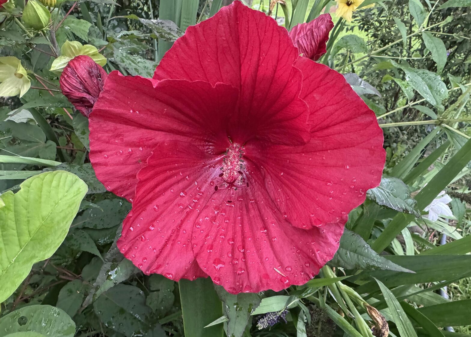 Celebrate the patriotic vacation with red, white, blue flowers