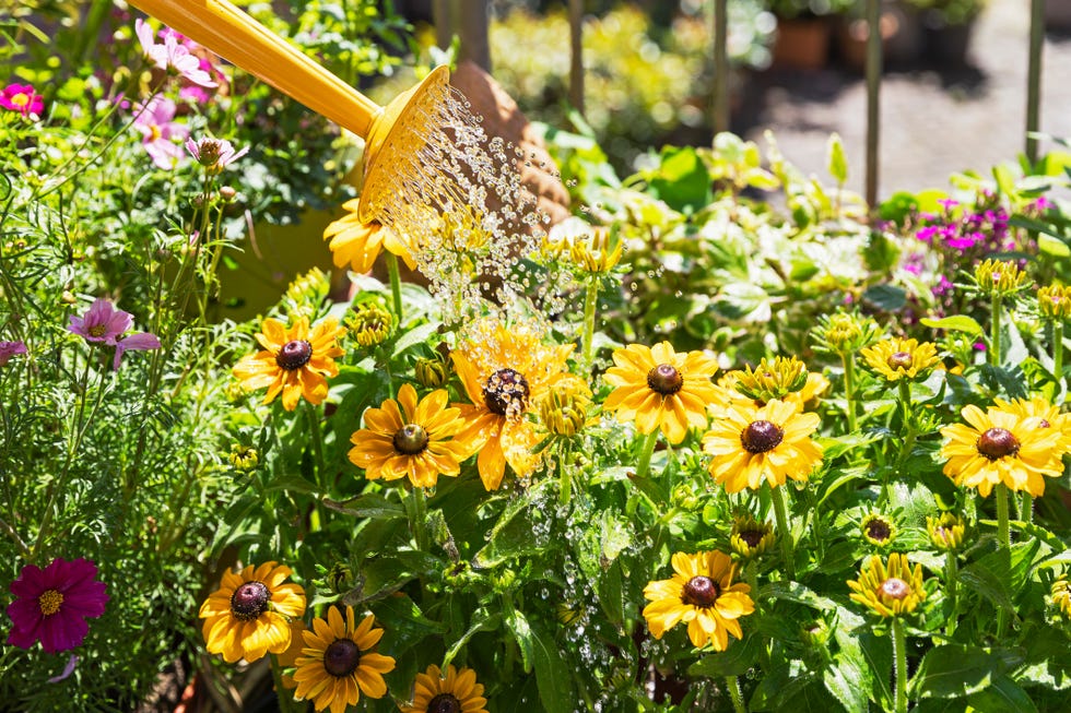 Irrigation of yellow konflowers breeders in the balcony garden