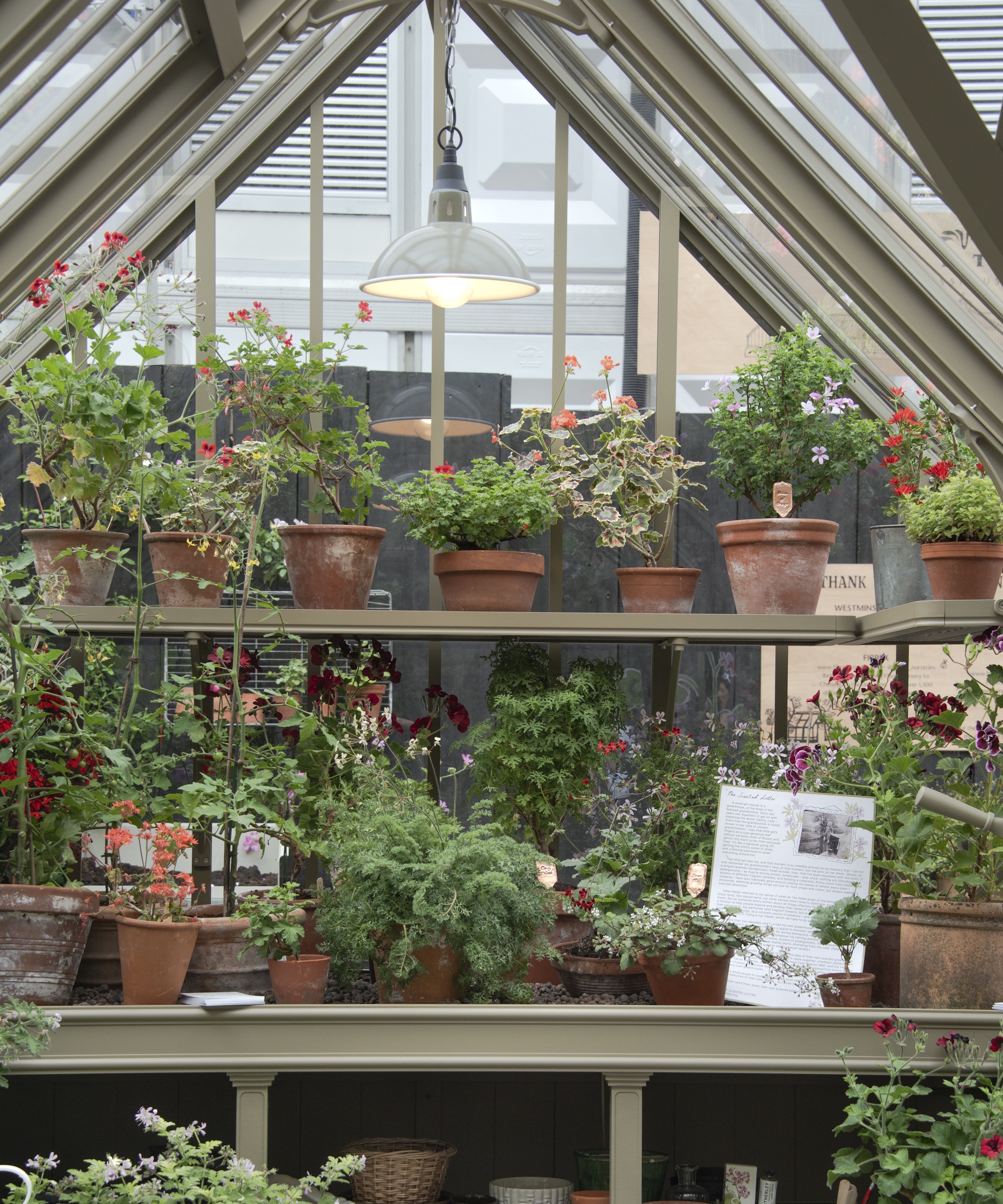 Shelves in a greenhouse with terracotta pots and geraniums