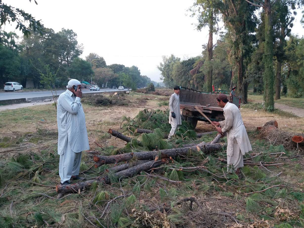 Islamabads disappearing trees deepen the heat crisis