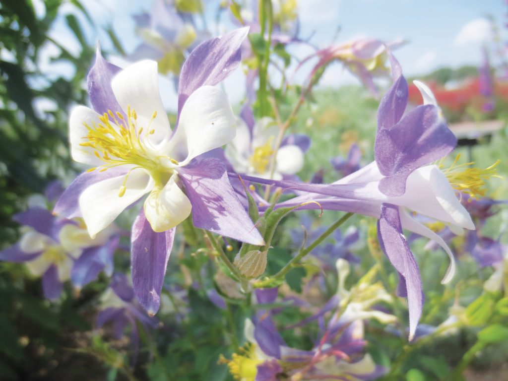 Northern water protection Gardens Fair returns