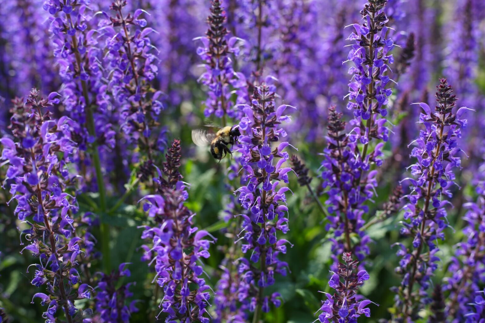 Perennials give the early summer landscapes and flower beds color - information
