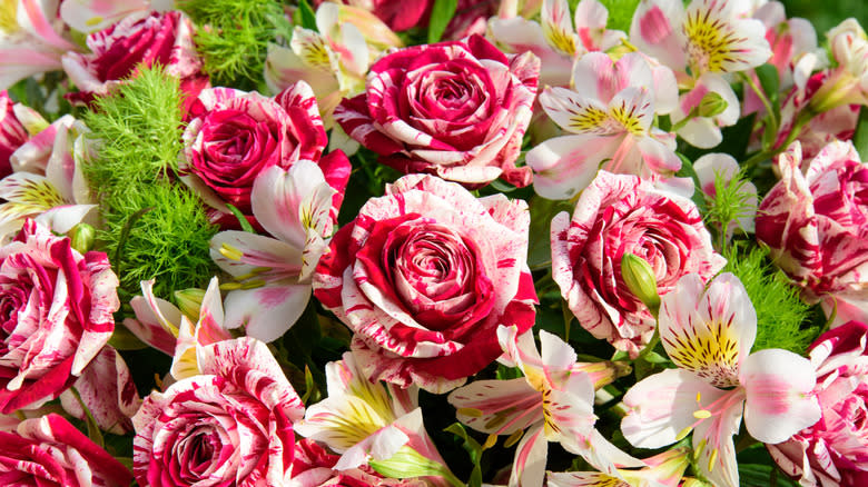 A mixture of pink and white two -tone roses in a bouquet of flowers