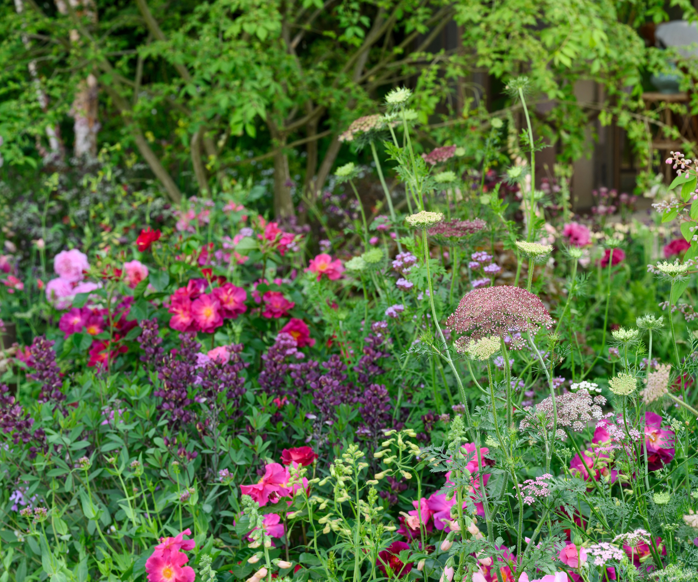 Magenta, pink and violet wild plantation