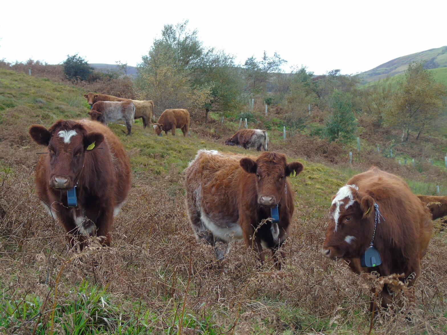 East of Eden Nature Recovery Project - Natural England