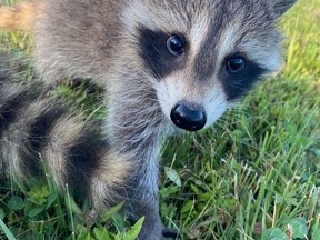 A young raccoon in one field