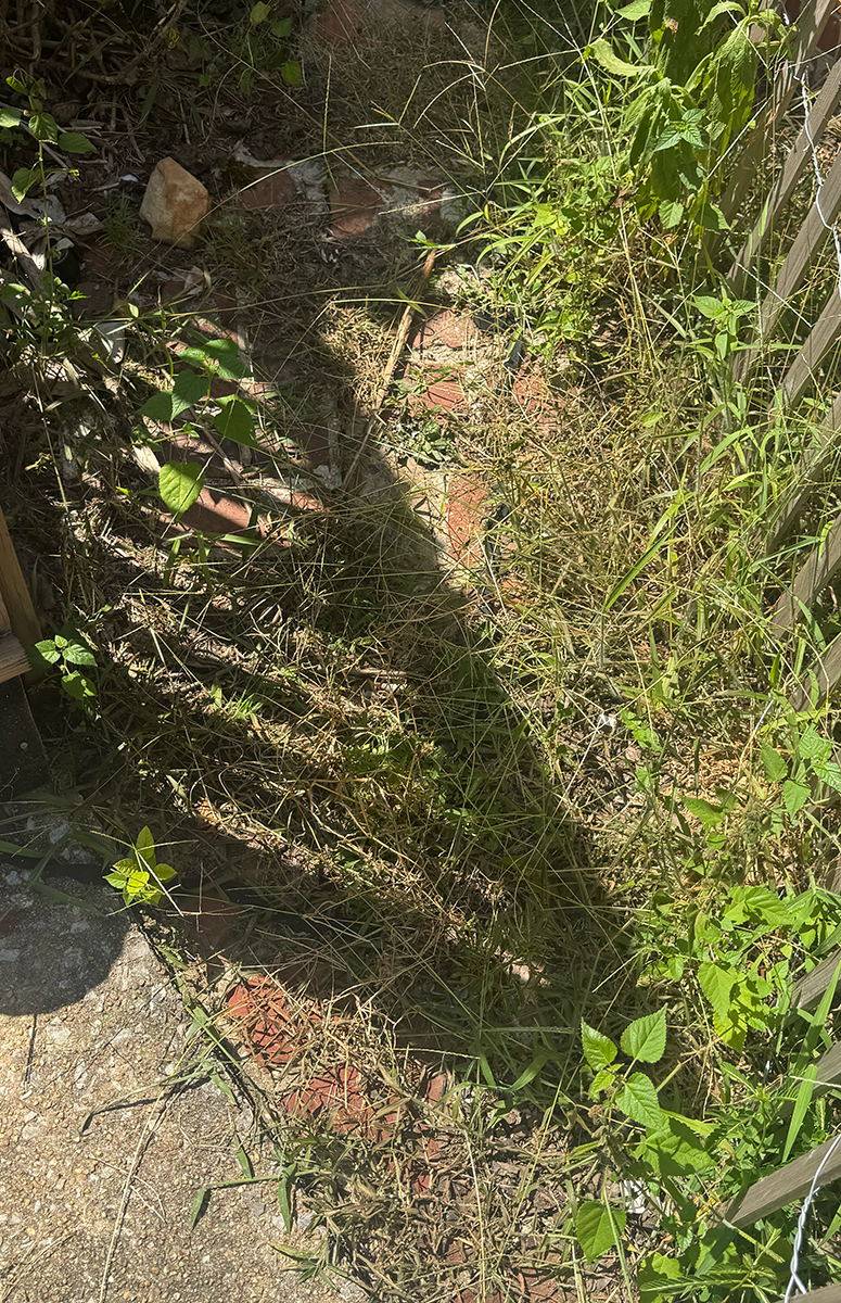 Weeds die on the way