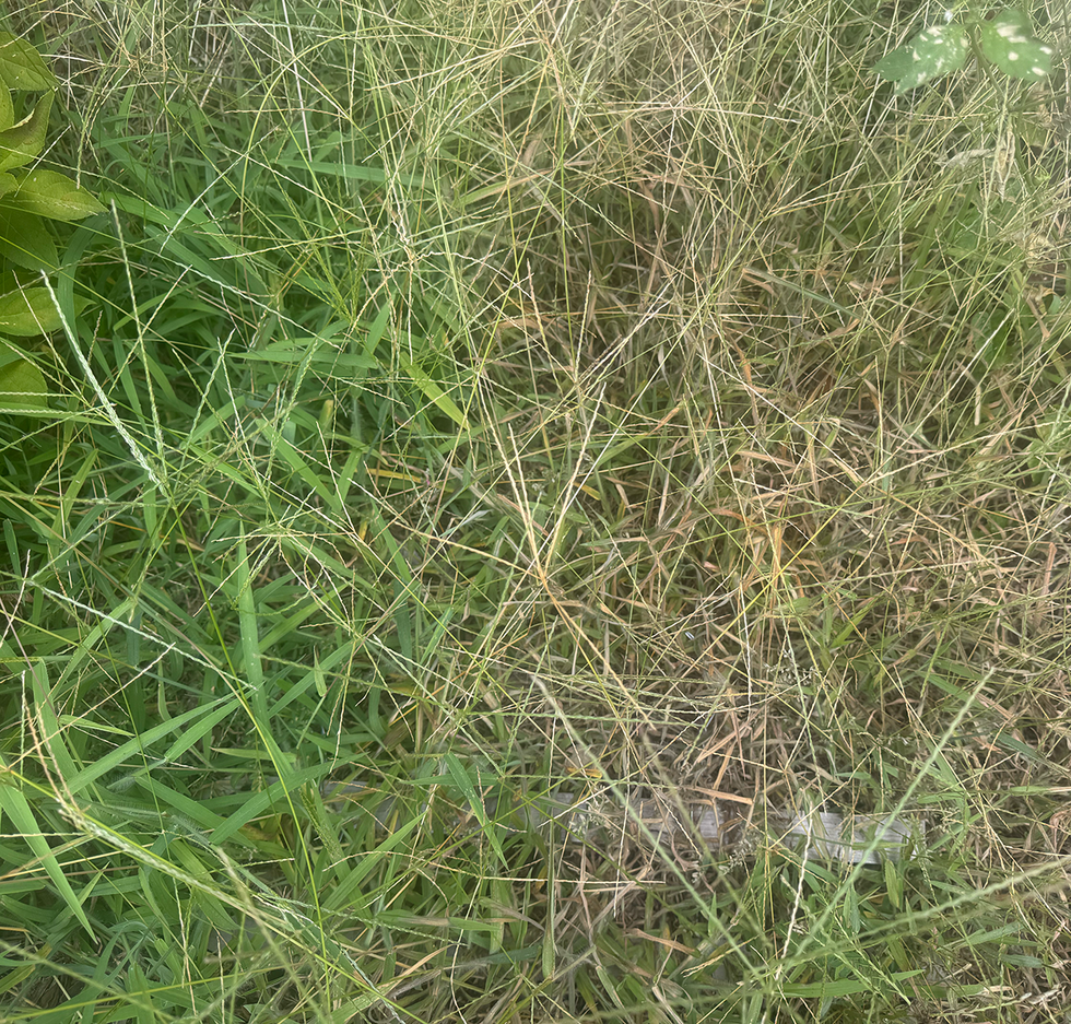 dead crab grass