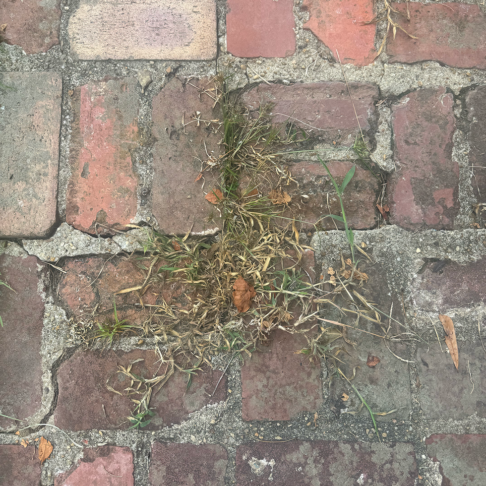 Totes weeds up close
