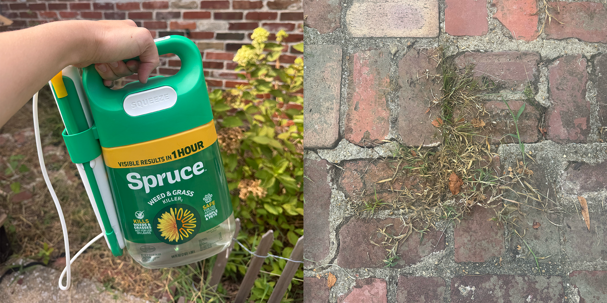 This PET-Safe unchaste murderer is the only thing that saves my garden