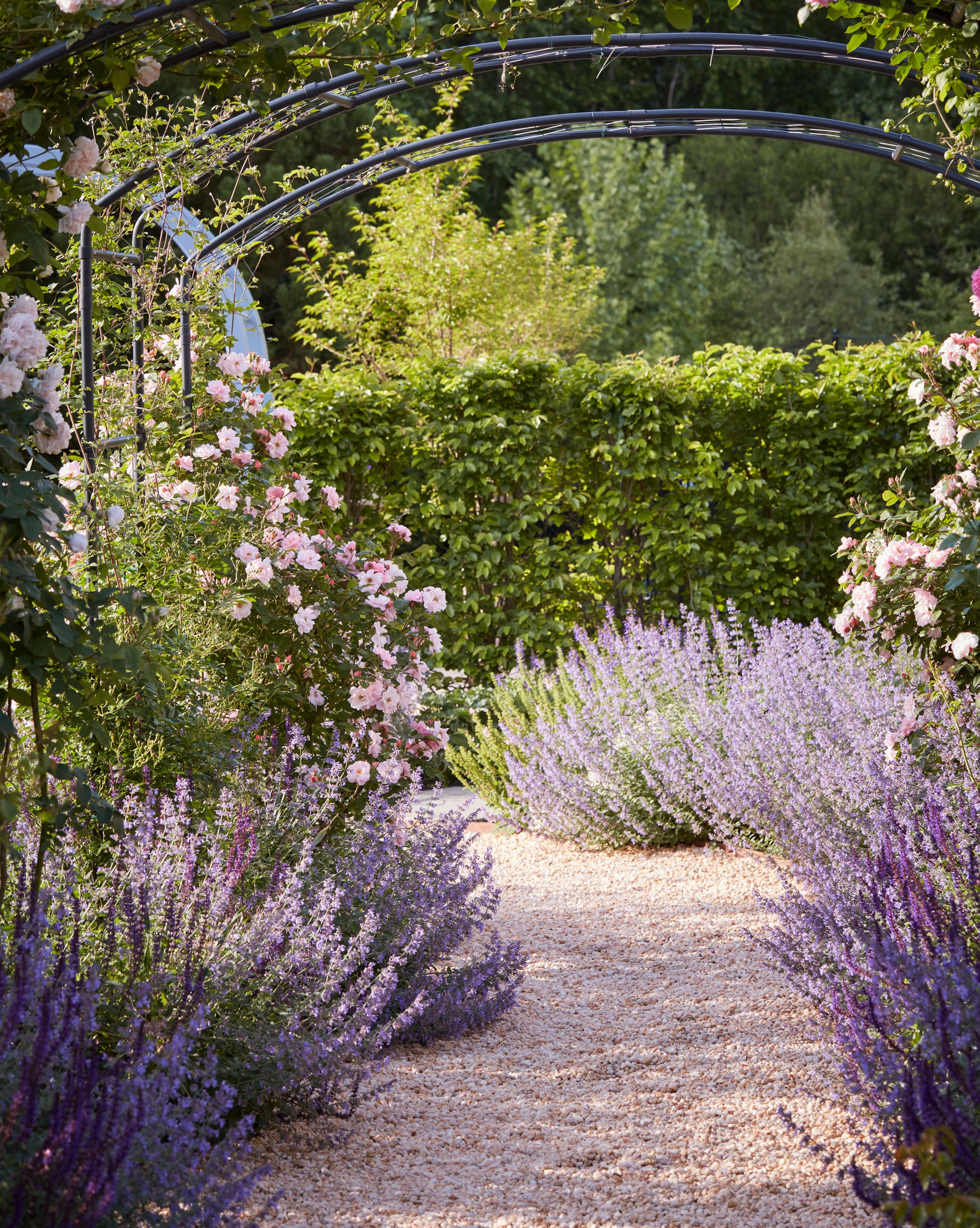 Lavender path