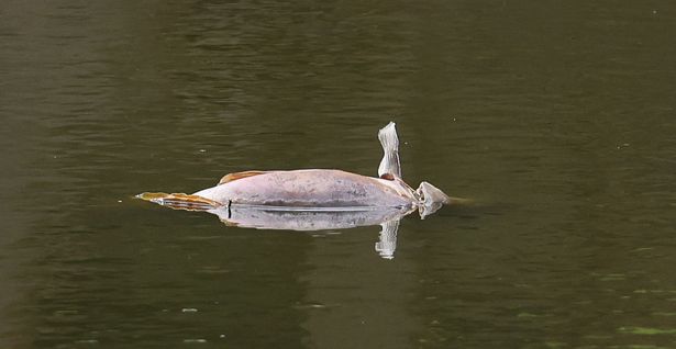 Dead Fisch swims in Moss Side Lake near Poppy Fields Estate in Maghull