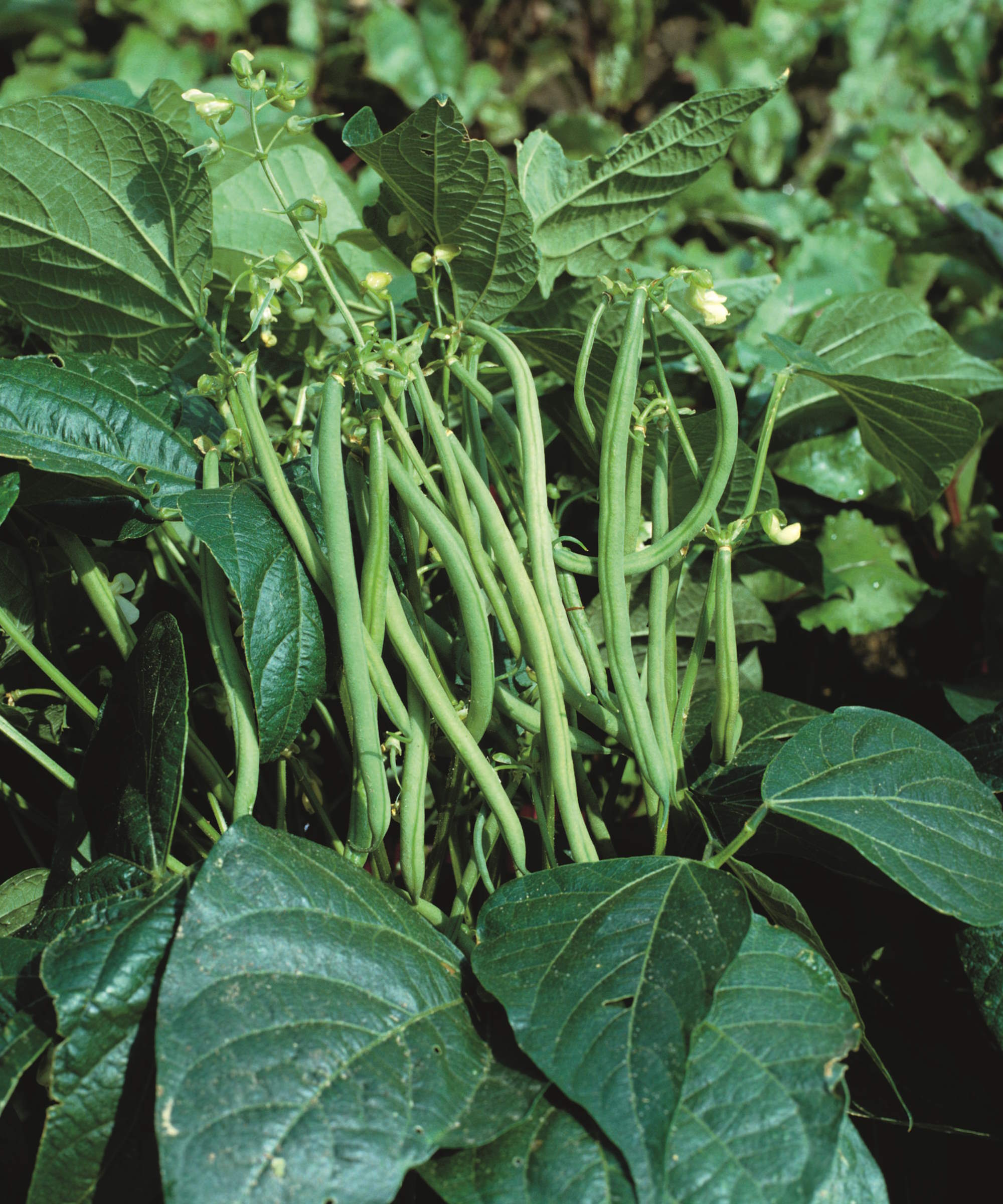 Green beans that grow on a bush bean complex