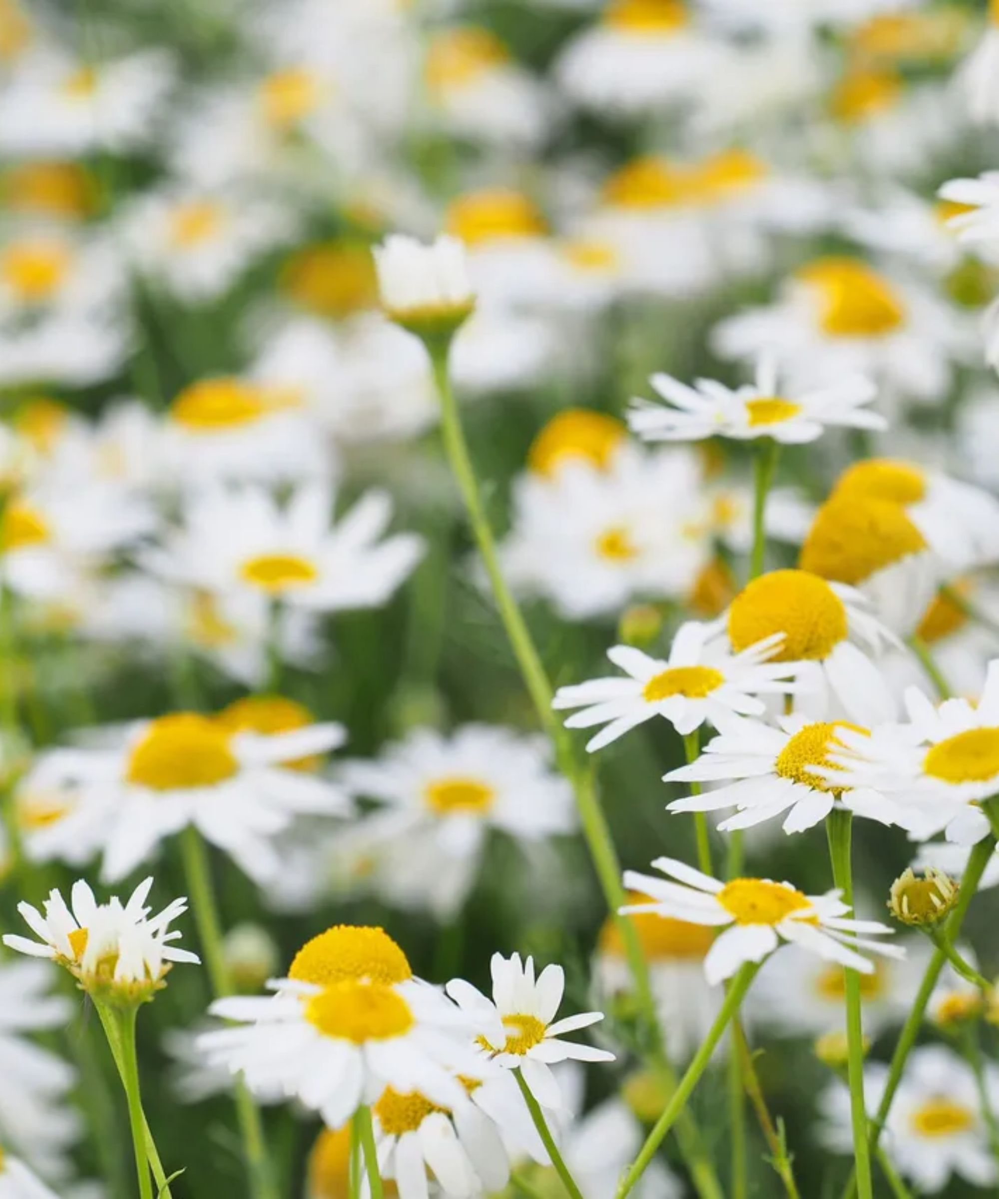Chamomile blossom