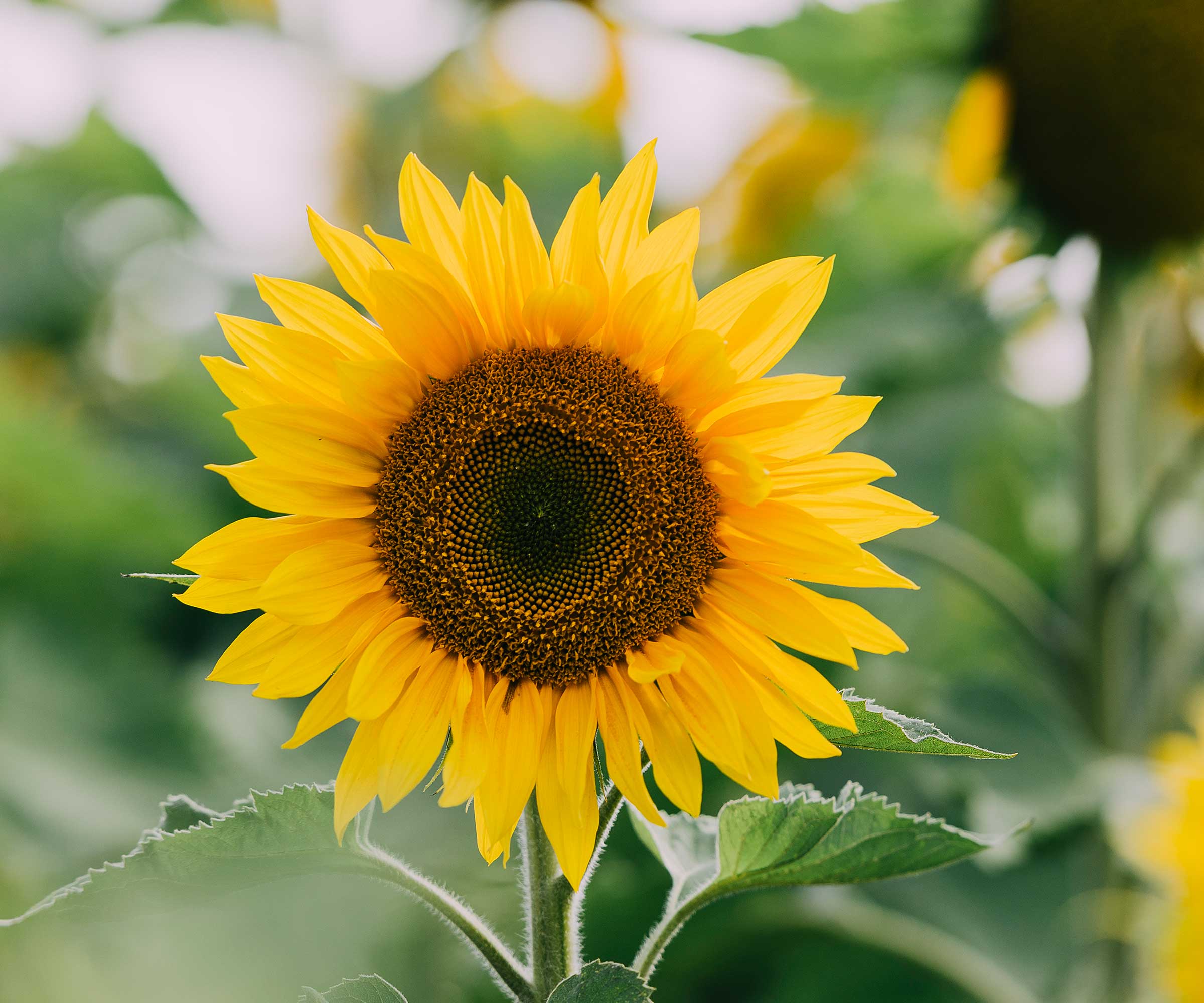 Sunflower in flower