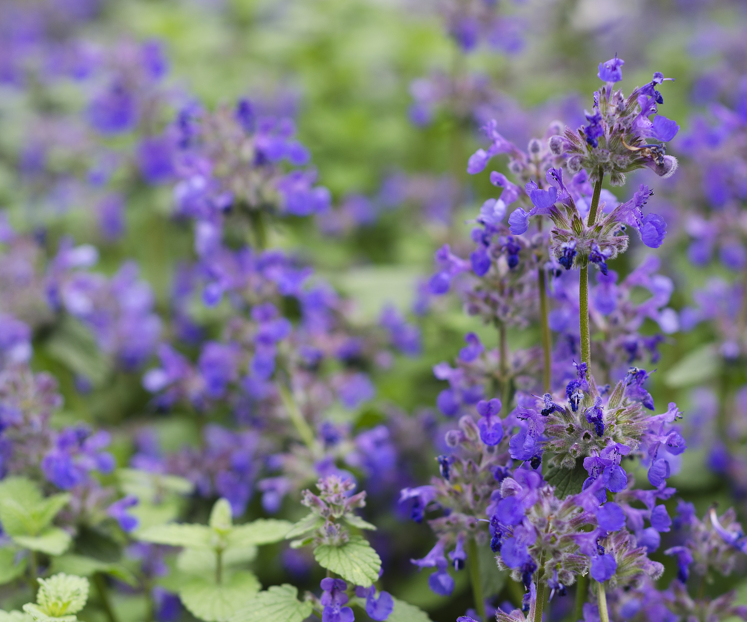 Close up of the catnip with indigo-blue flowers