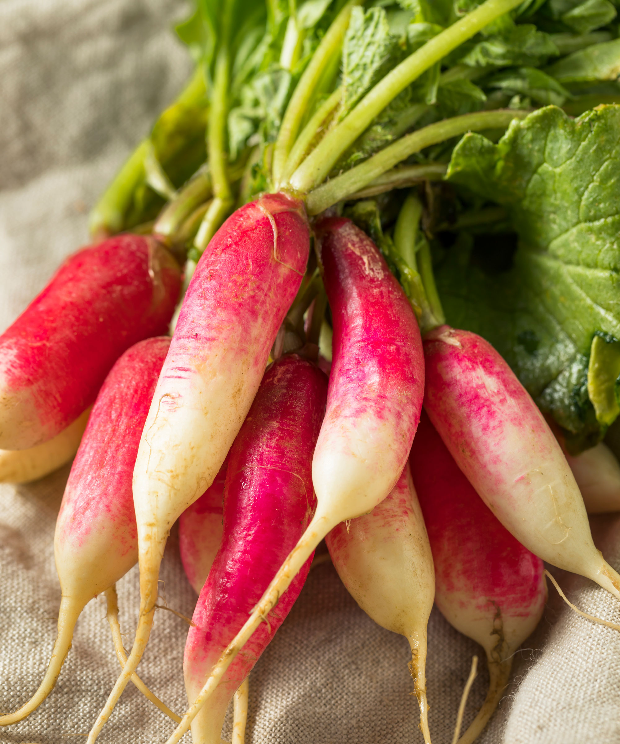 Bundle of French breakfast radishes on a Musselin cloth